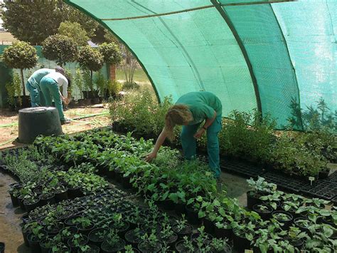 Taller De Empleo Hornachuelos Labores De Mantenimiento En Vivero