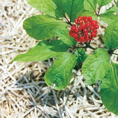 Ginseng Herbal Roots That Could Boost Energy Eat The Planet