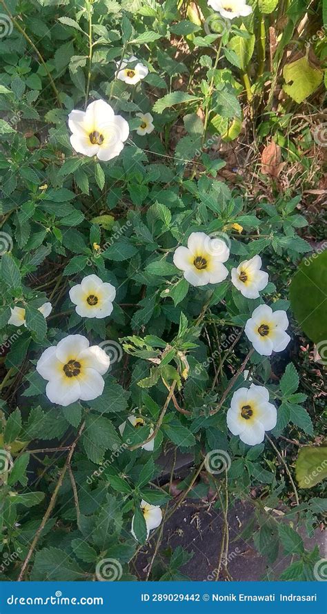 Turnera Ulmifolia Flower Stock Photo Image Of Petal 289029442