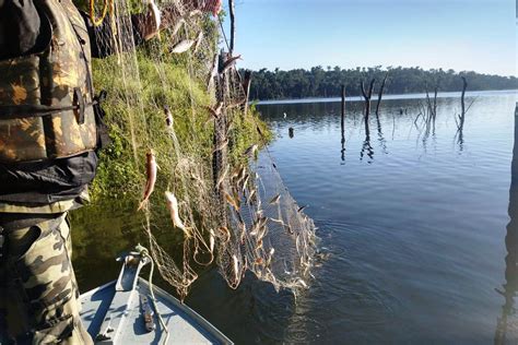 PIRACEMA apreensões superam meia tonelada de peixes e camarões Sou Agro