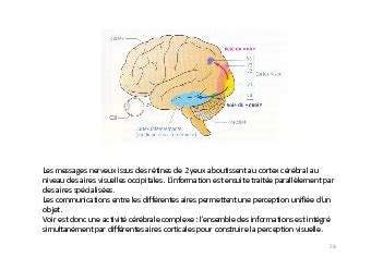 Rappels Neurone Et Fibre Musculaire La Communication Nerveuse