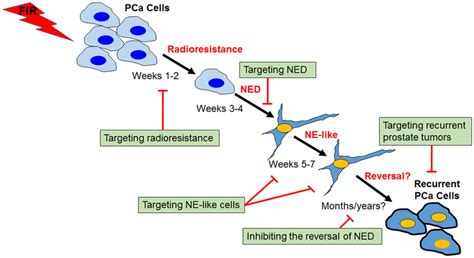 Process And Targeting Strategies Of Radiation Induced Neuroendocrine