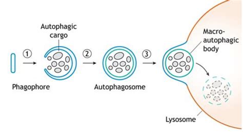 A Schematic Diagram Of Macroautophagy Showing Its Various Stages