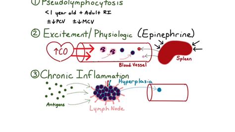 Lymphocytosis - YouTube