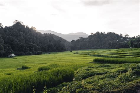 Premium Photo | Rice field ,aerial view of rice fields