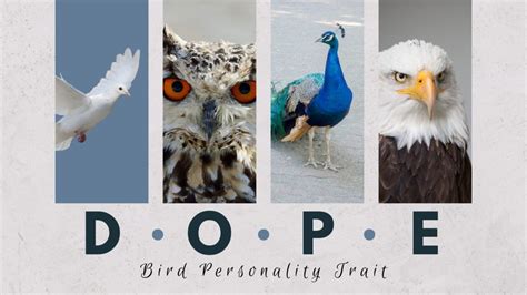 Dope Personality Test Understanding Your Bird Personality