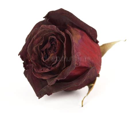 Dry rose stock image. Image of rosa, flower, nature, plant - 9230539