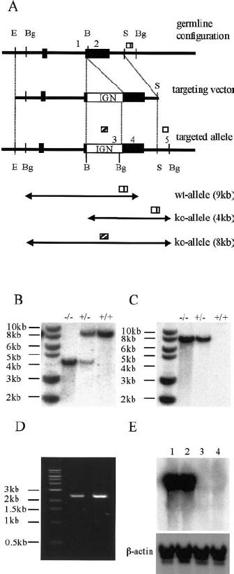 A Gene Targeting At The Col A Locus Exons Are Shown As Black Boxes