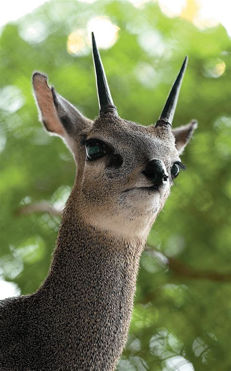 Klipspringer | Lincoln Park Zoo