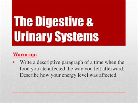 PPT - The Digestive & Urinary Systems PowerPoint Presentation, free ...