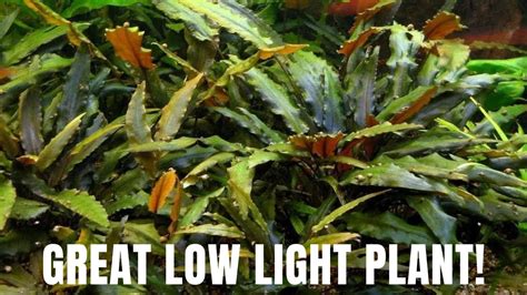 Plant Species Spotlight Cryptocoryne Wendtii Great Low Light Plant