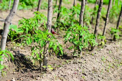 Establecimiento De Los Tomates Bio Verduras Imagen De Archivo Imagen