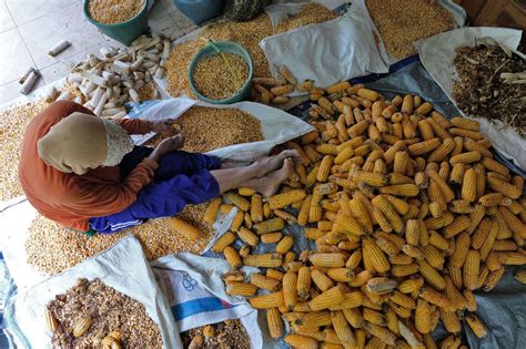 Badan Pangan Nasional Pastikan Ketersediaan Jagung Aman Jika Produksi