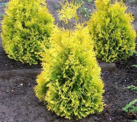 Sunkist Arborvitae Thuja Occidentalis Sunkist Very Bright Golden Tips