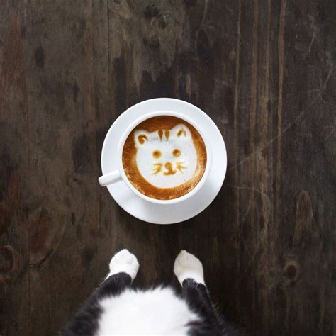 Pin By 𝐂𝐡𝐞𝐫𝐫𝐲 𝐁𝐥𝐨𝐧𝐝𝐢𝐞 On Gatitos♡ Cat Coffee Crazy Cats Coffee Art