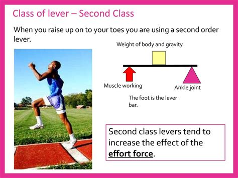 Second Class Lever Examples