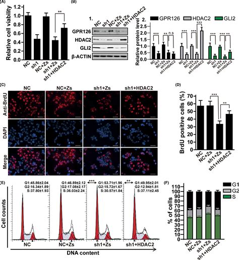 Gpr Regulates Colorectal Cancer Cell Proliferation By Mediating