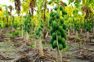 A Step-By-Step Guide to Organic Papaya Farming