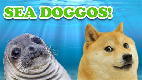 Why Sea Lions Are Just Like Dogs Of The Sea Youtube