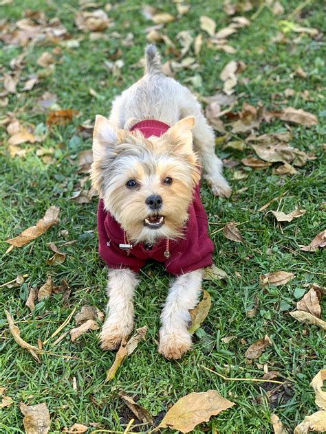 Lucy Is Super Playful Yay For Sweater Weather Scrolller