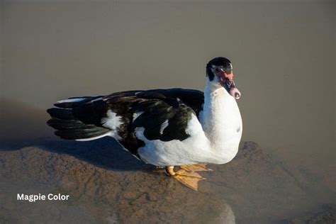 Muscovy Duck Colors: What Colors Are Muscovies?