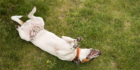 Pourquoi Mon Chien Se Met Il Sur Le Dos En Ma Pr Sence Que Veut Dire