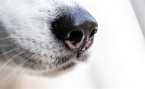 Why Are Dogs' Noses Wet, and What's the Best Treatment for Dry Noses?