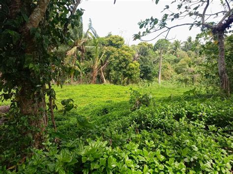 Agricultural Farm Lot For Sale Near Tagaytay Lot February In