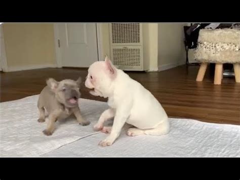 Two Sassy Frenchies Engage In A Lively Debate Over Which One Is The