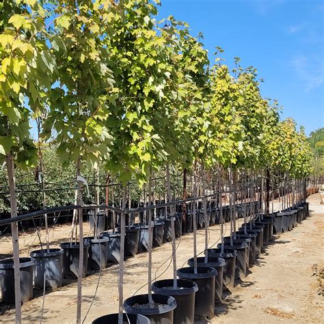 Acer Rubrum October Glory Red Maple Mid Valley Trees