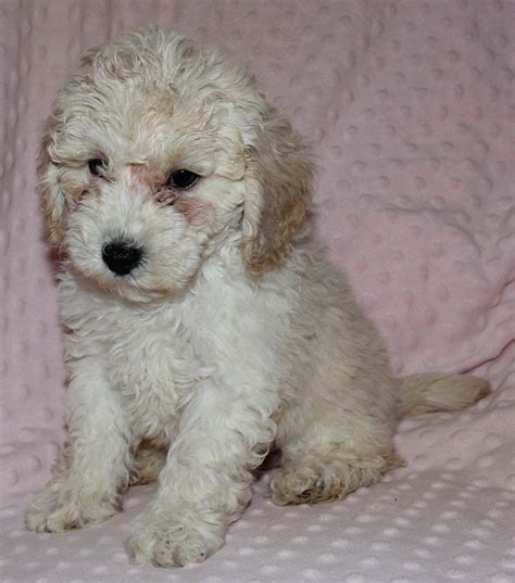 The Moyen Poodle Premium Moyen Poodle Puppy Breeder In Texas