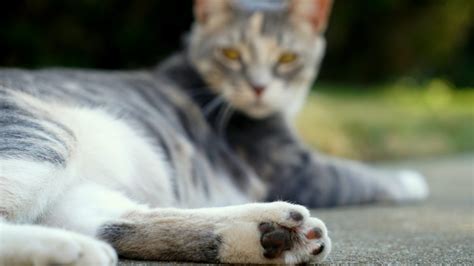 Cat Broken Toe 3 Things You Can Do To Help Your Fluff