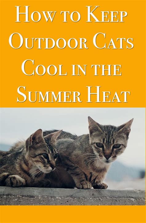 How To Keep Outdoor Cats Cool In The Summer Heat Outdoor Cat Shelter