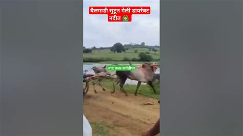 बैलगाडी डायरेक्ट नदीत 🙆‍♂️🙆‍♂️bull शर्यत बैलगाडी Sharyat Viral