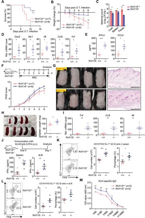 Knockout Of Rnf Potentiates Tlrinduced Immune Responses A