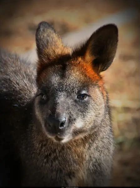 Swamp Wallaby - Facts, Diet, Habitat & Pictures on Animalia.bio