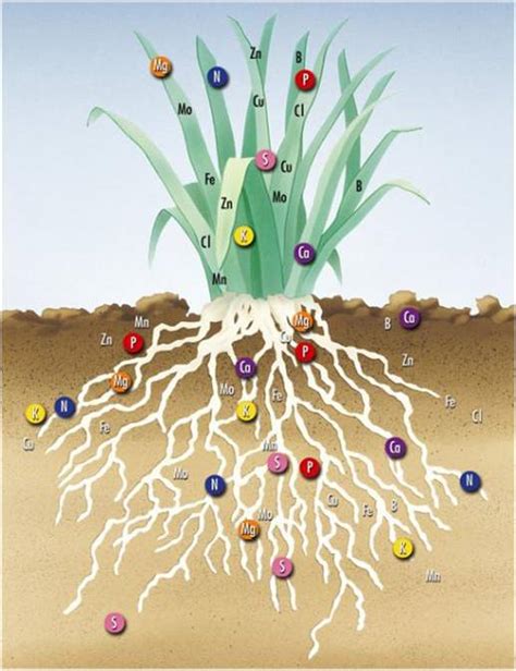 B Mineral Nutrition Biology4isc