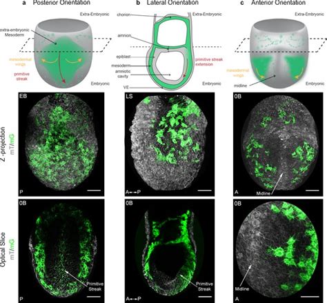 Distinct Mesoderm Migration Phenotypes In Extra Embryonic And Embryonic