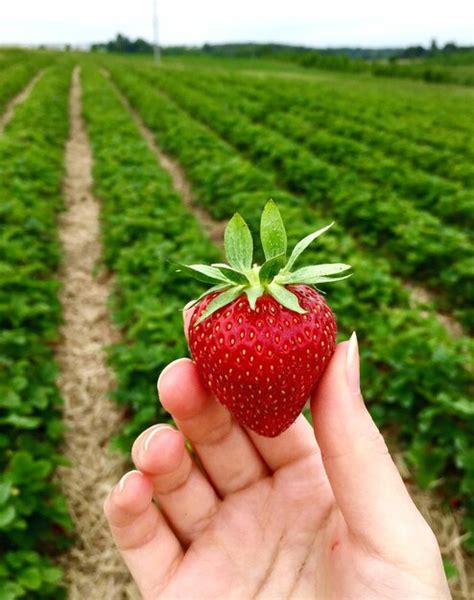 Premium Photo Close Up Of Woman Holding Strawberry