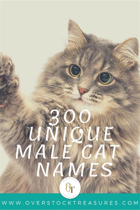 Cat Names Male List