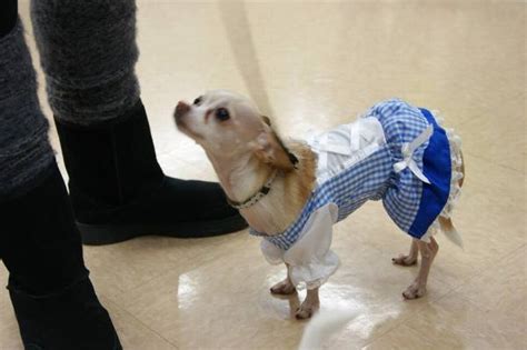 Dorothy Dog Costume by Anit | BaxterBoo