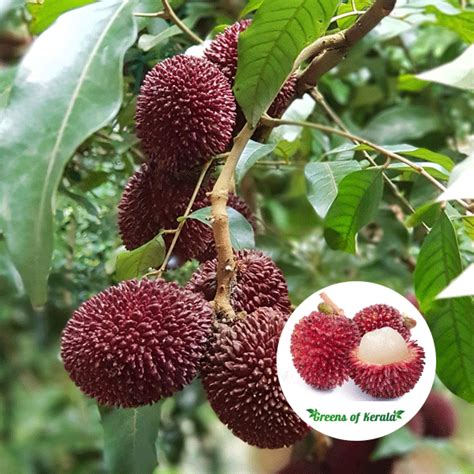 Buy Rambutan N Bud Exotic Fruit Plant Greens Of Kerala