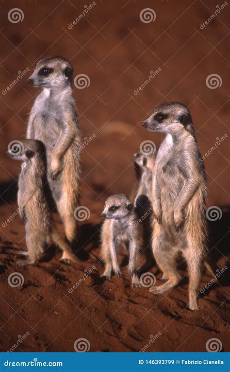 Meerkat Family in the Kalahari Desert - Namibia Stock Image - Image of ...