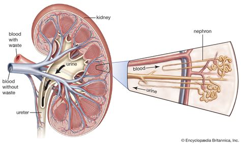 Kidney Anatomy Nephron - Anatomy Book