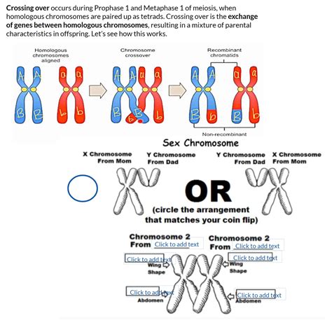 Meiosis Understanding Independent Assortment And Crossing Over Made By Teachers