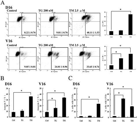 Analysis Of Apoptosis And Autophagy By Annexin V And AVO Formation In