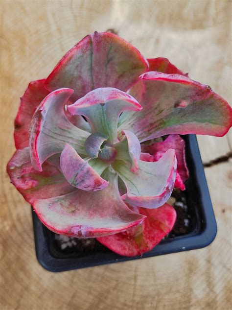 Echeveria Beyonce Variegada Korean Un Erizo En Mi Jard N