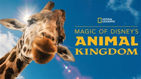 Comparison between animal kingdom and magic kingdom at disney world ...