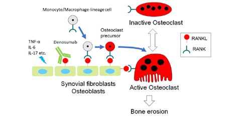 Schematic Representation Of The Mechanism For Osteoclast Development