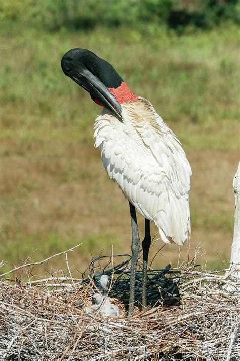 Pantanal Mato Grosso Brazil Photograph By Janet Horton Fine Art America